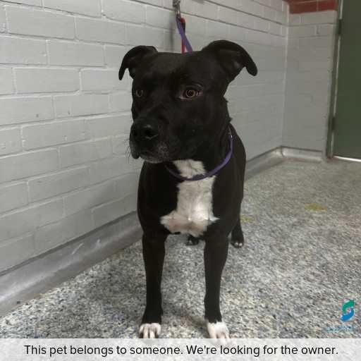 Photo of dog with ID of : D250433.