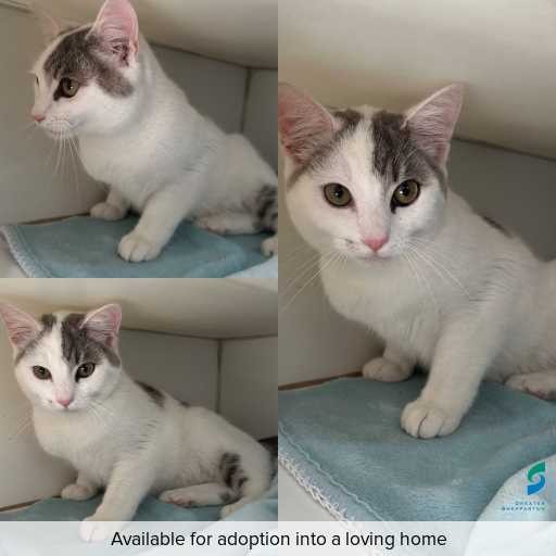 Photo of cat with ID of : C250874.
