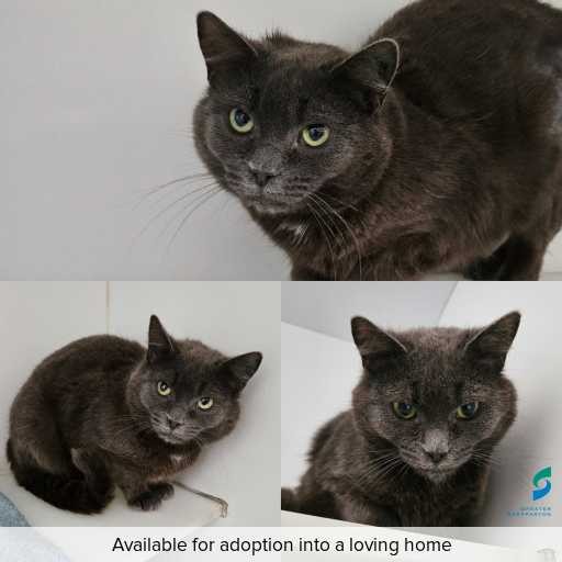 Photo of cat with ID of : C250880.