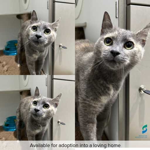 Photo of cat with ID of : C251131.