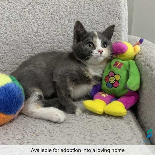 Photo of cat with ID of : C260299.