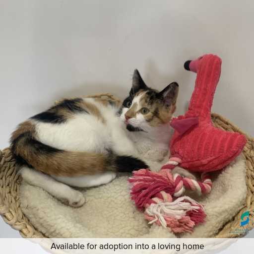 Photo of cat with ID of : C260318.