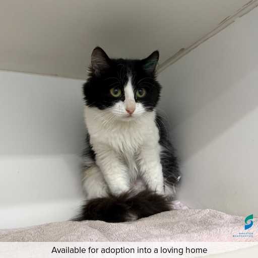 Photo of this cat.