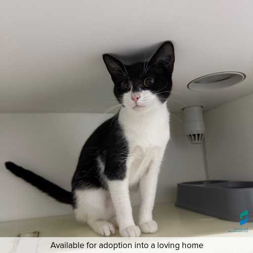 Photo of this cat.