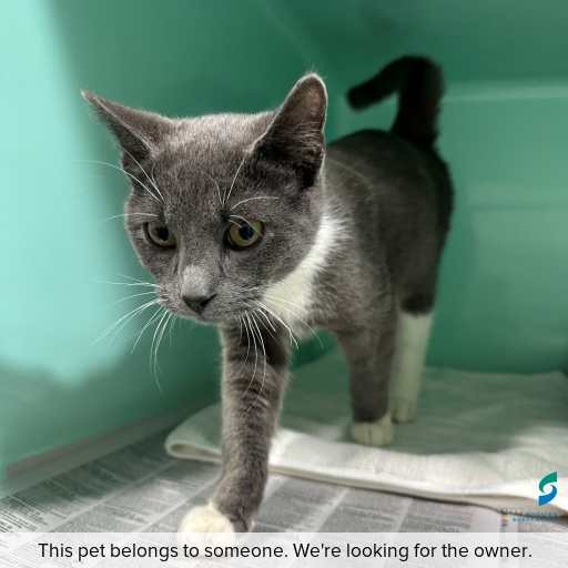 Photo of this cat.