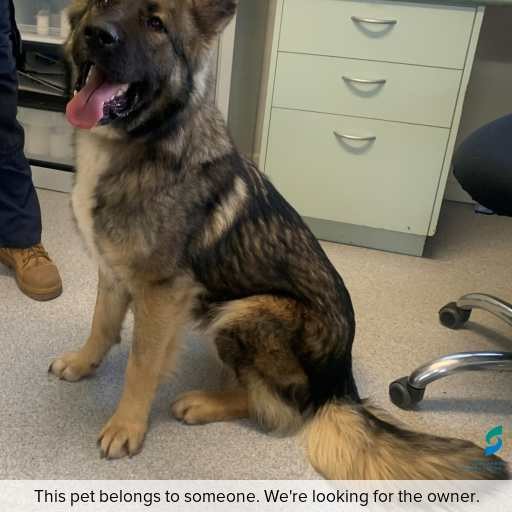 Photo of dog with ID of : D250422.