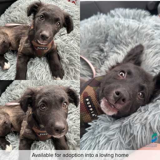 Photo of dog with ID of : D250467.