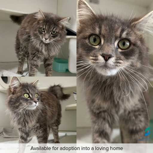 Photo of cat with ID of : C250895.