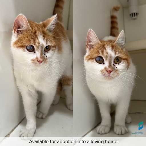 Photo of cat with ID of : C250868.