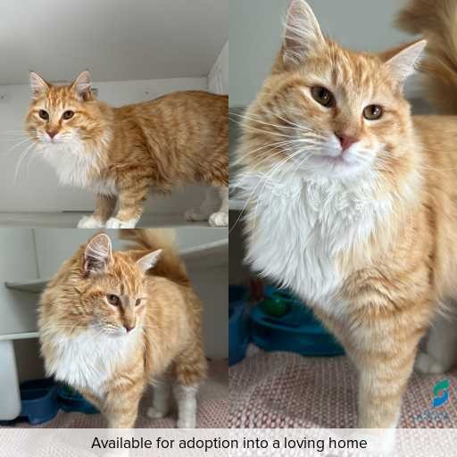 Photo of cat with ID of : C250869.