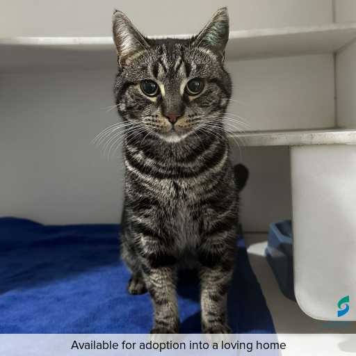 Photo of this cat.