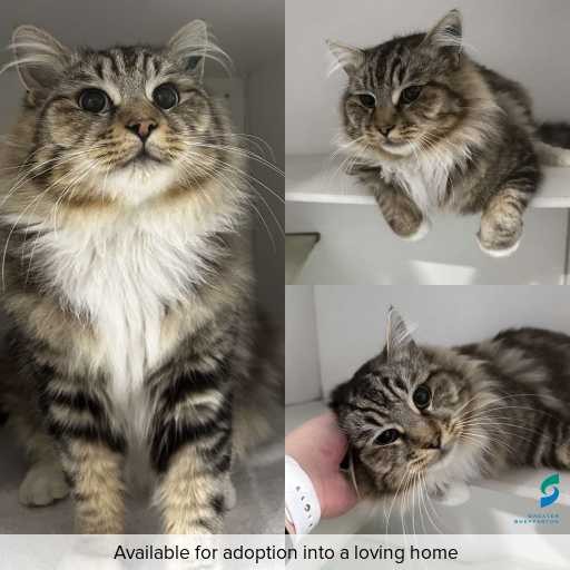 Photo of this cat.