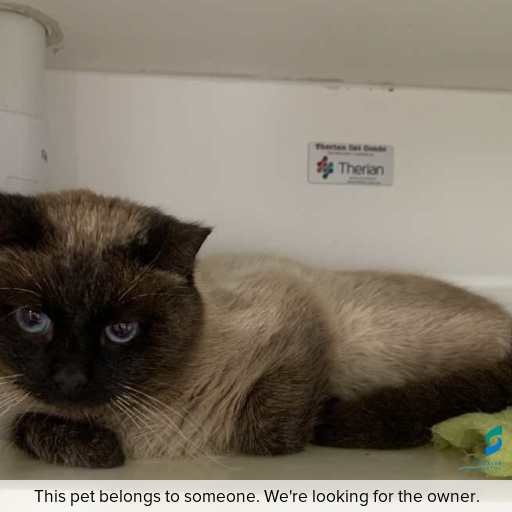Photo of cat with ID of : C250762.