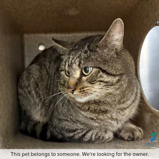 Photo of cat with ID of : C250774.
