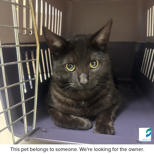 Photo of cat with ID of : C250775.