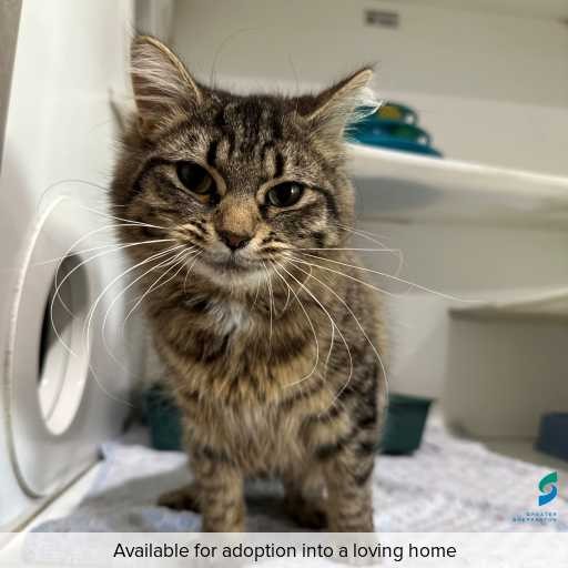 Photo of cat with ID of : C250843.