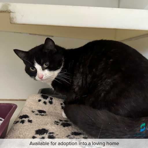 Photo of cat with ID of : C250853.