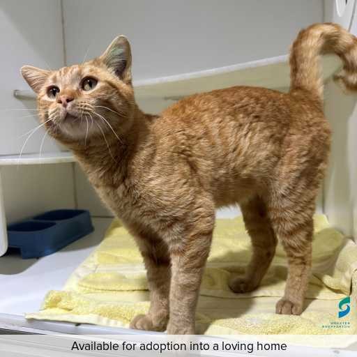 Photo of cat with ID of : C250864.
