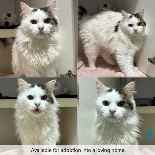 Photo of cat with ID of : C260771.