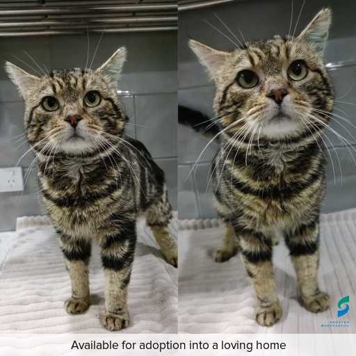 Photo of cat with ID of : C260788.