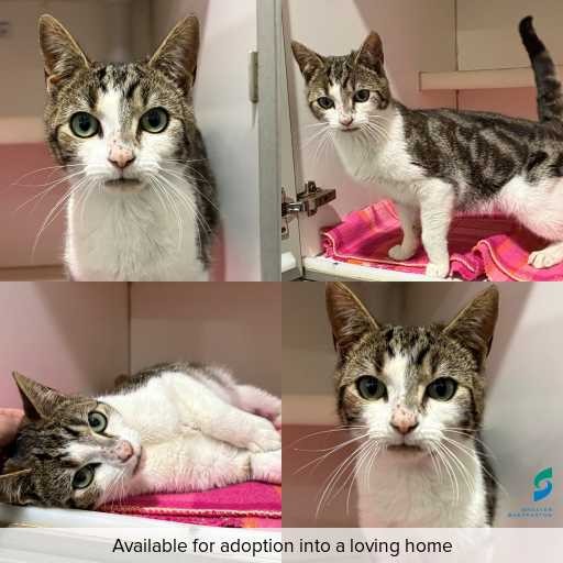 Photo of cat with ID of : C260801.