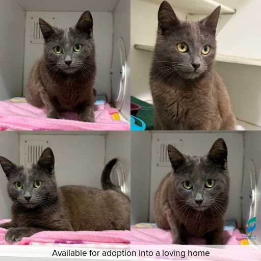 Photo of cat with ID of : C260815.