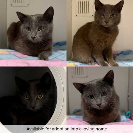 Photo of cat with ID of : C260816.