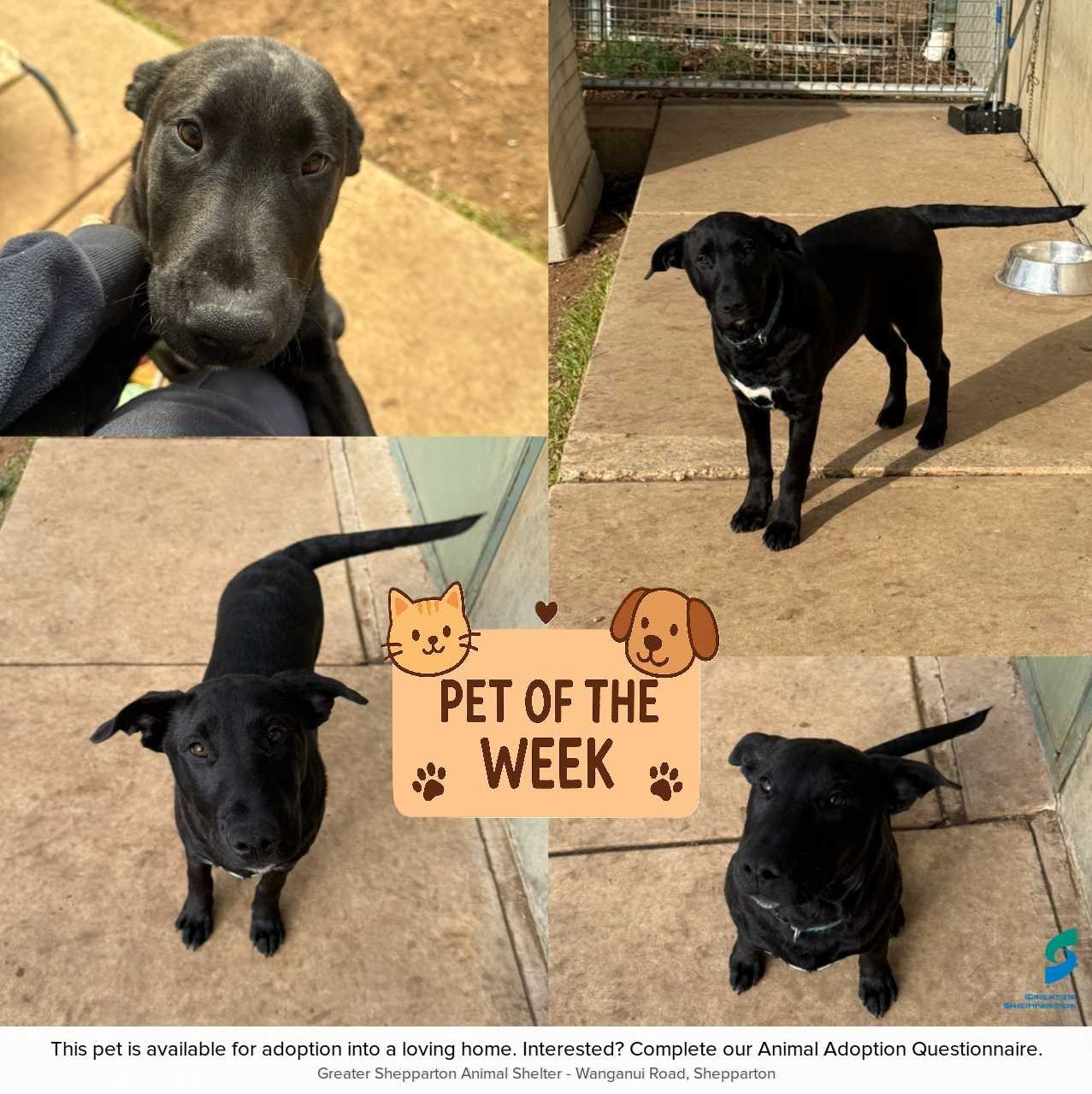 D250305 Scorpion - PET OF THE WEEK