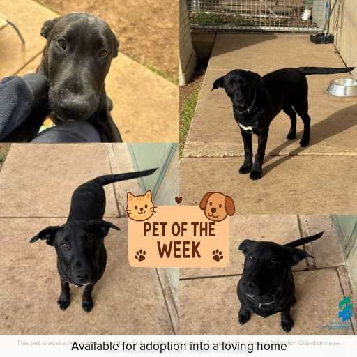 Photo of dog with ID of : D250305.