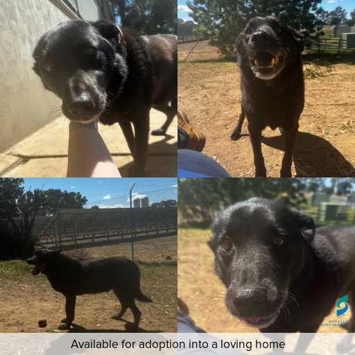 Photo of dog with ID of : D250500.