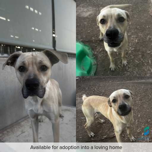 Photo of dog with ID of : D250502.