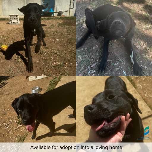 Photo of dog with ID of : D250515.