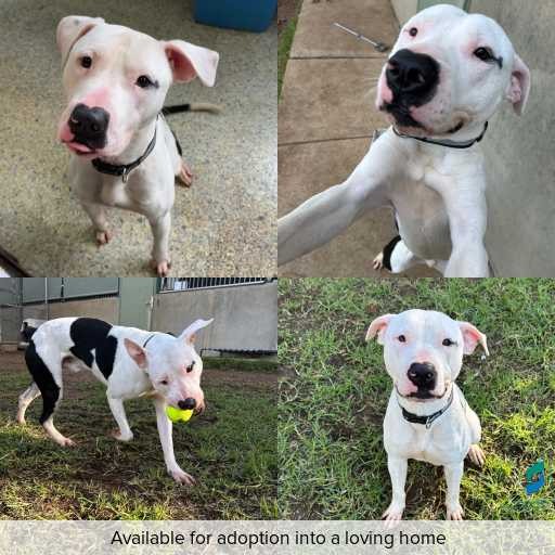 Photo of dog with ID of : D260361.