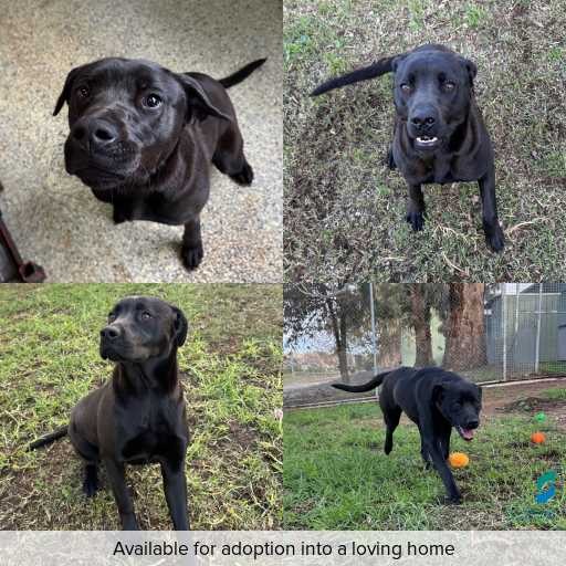 Photo of dog with ID of : D260375.