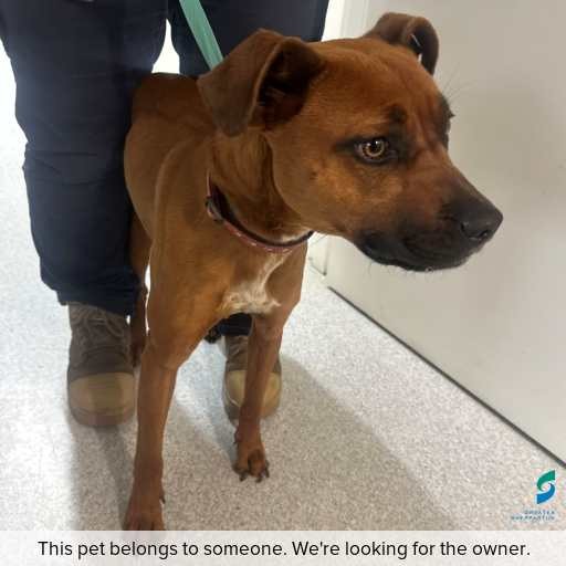 Photo of dog with ID of : D260492.