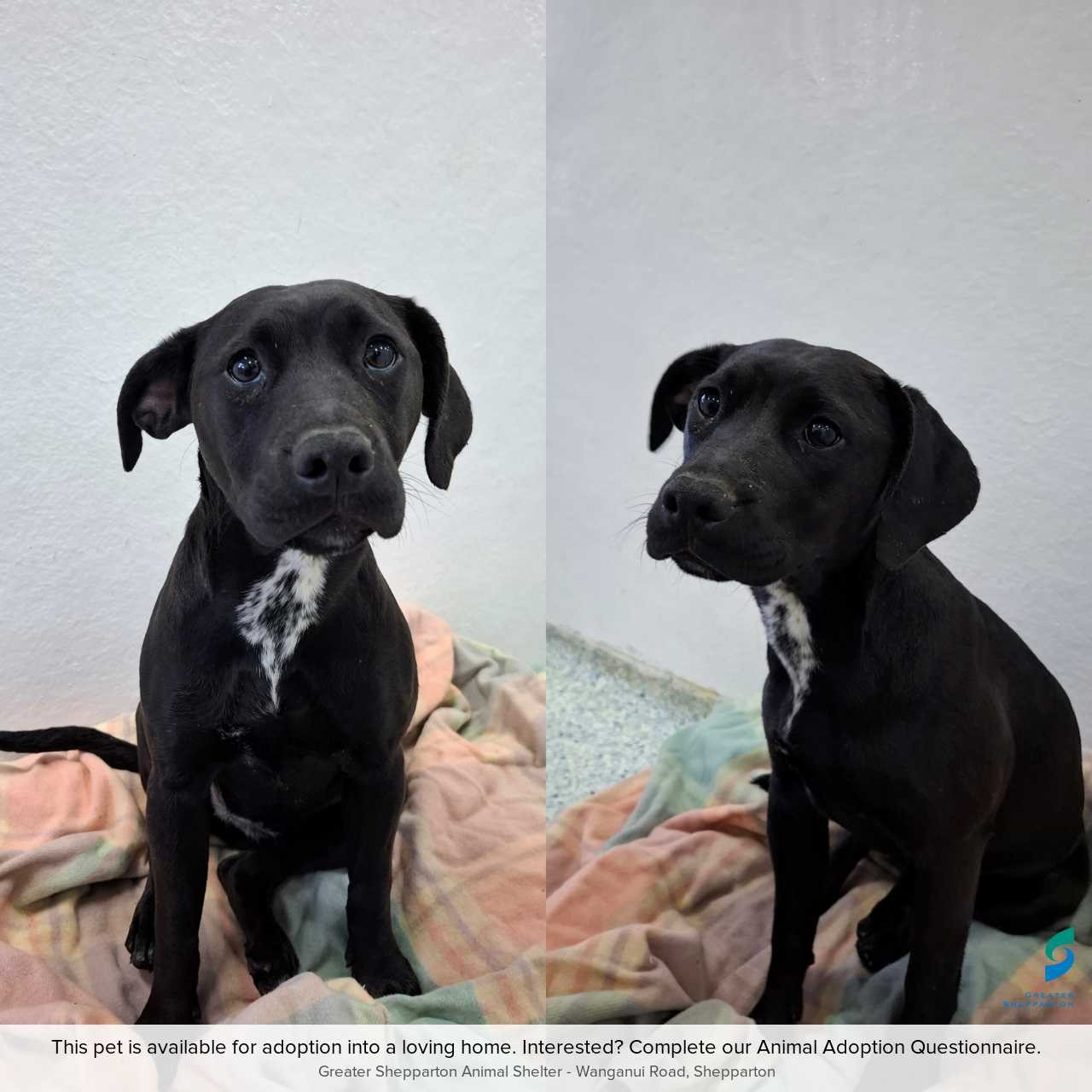 D260497 Coco