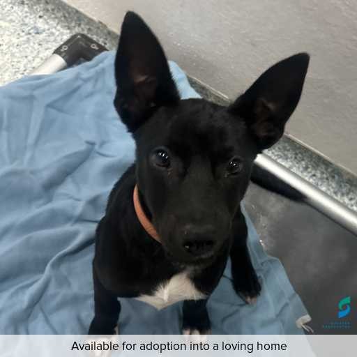 Photo of dog with ID of : D260163.