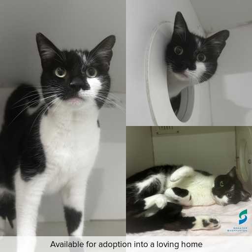 Photo of cat with ID of : C250961.