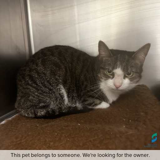 Photo of cat with ID of : C250970.