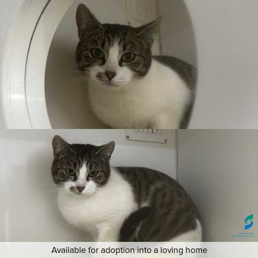 Photo of cat with ID of : C250979.