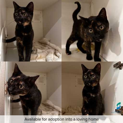 Photo of cat with ID of : C260034.