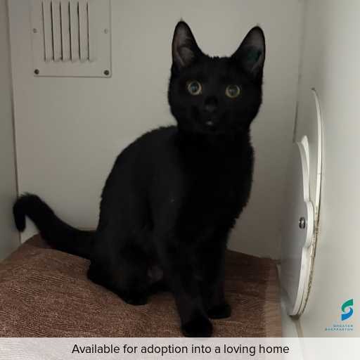 Photo of cat with ID of : C260063.