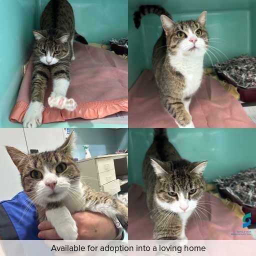 Photo of cat with ID of : C260503.