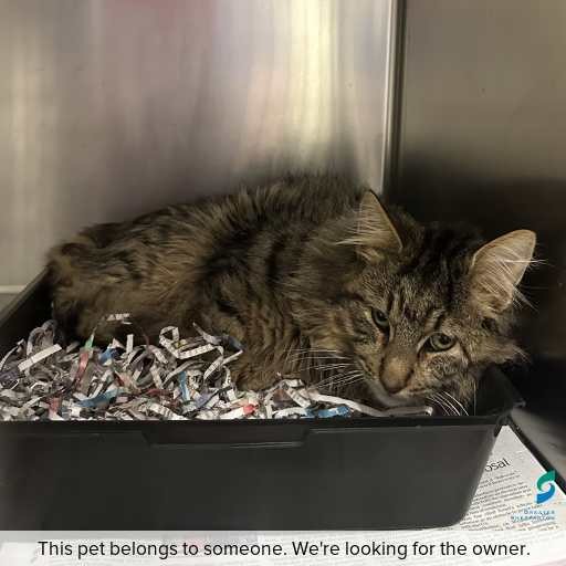 Photo of cat with ID of : C260823.