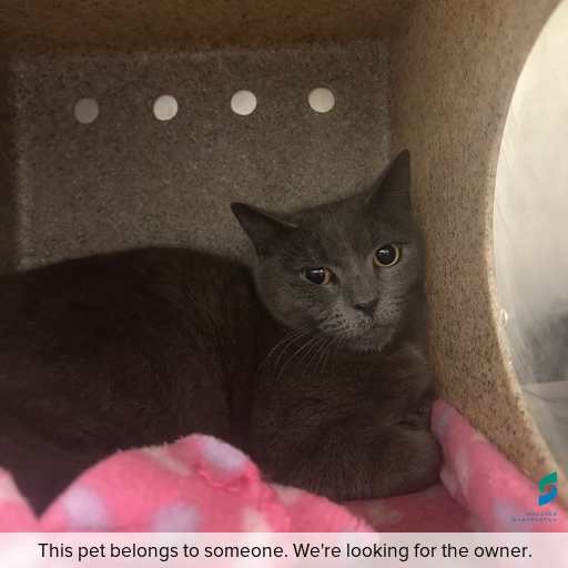 Photo of cat with ID of : C260824.