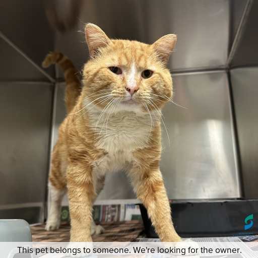 Photo of cat with ID of : C260825.