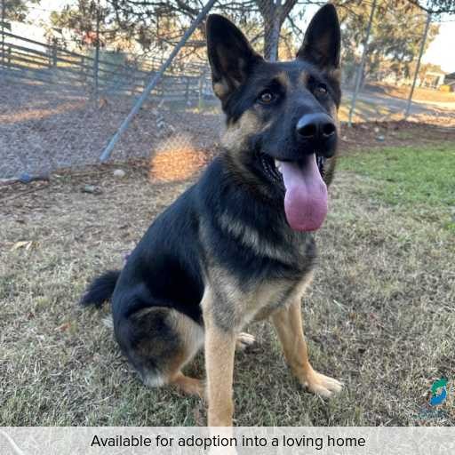 Photo of this dog.