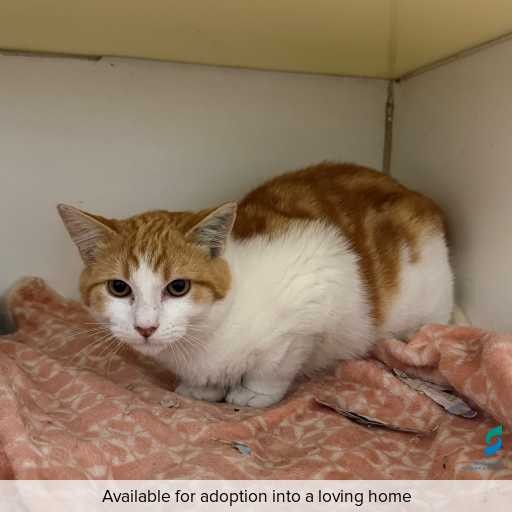 Photo of this cat.