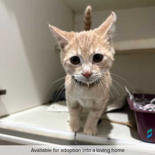 Photo of this cat.