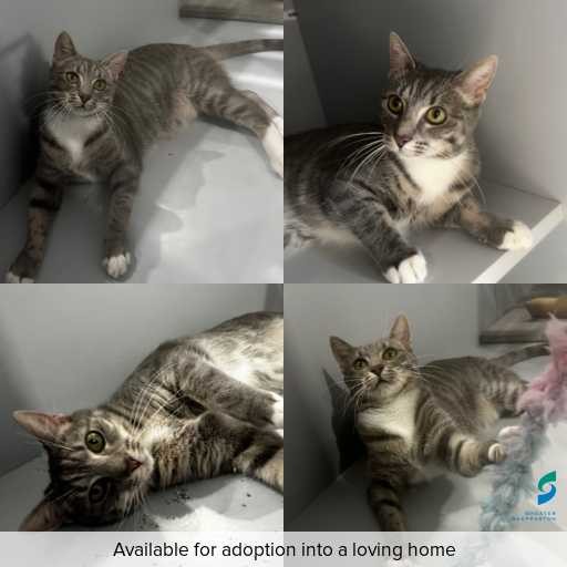 ID: C250584 Photo of cat with ID of : C250584.